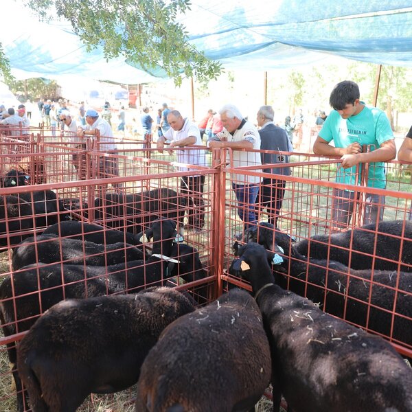 Feira do Cordeiro de Coelhoso